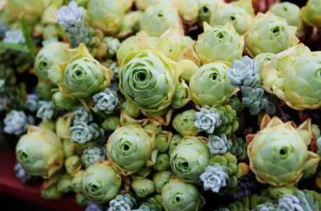铁皮花桶 适合种什么花