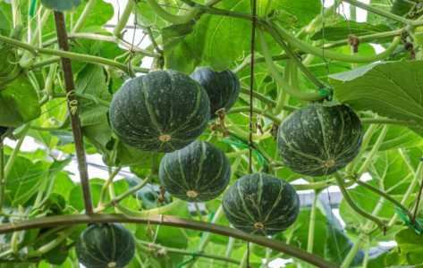 夏季适合种什么农作物