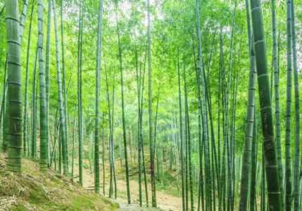 什么时候适合种竹子