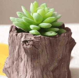 树桩花盆适合种什么花草