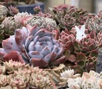 矮粗花盆适合种什么