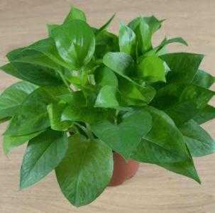 老师适合种什么植物