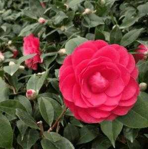 广西钦州适合种什么茶花