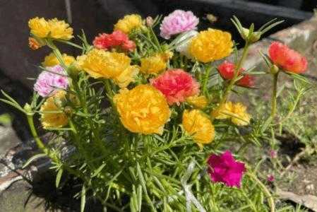 夏天校园适合种什么花草