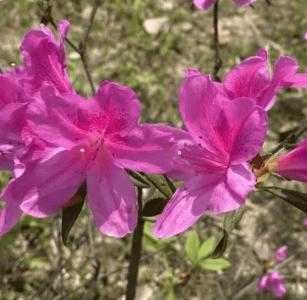 川西北适合种什么花