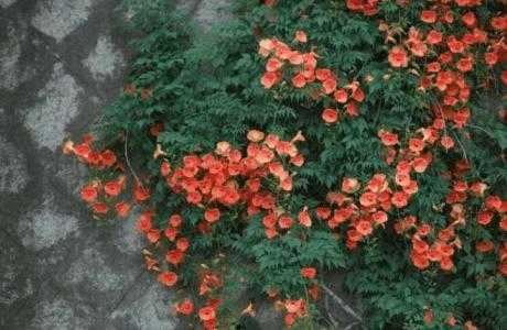 中原适合种什么爬墙花