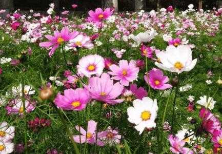 湖北适合种什么草花