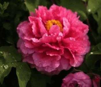 院子东面适合种什么植物