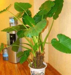 叶子宽大适合种什么植物