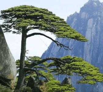 土地整改适合种什么树