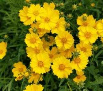河堤边适合种什么花卉