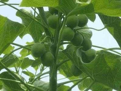 山东的荒山适合种什么