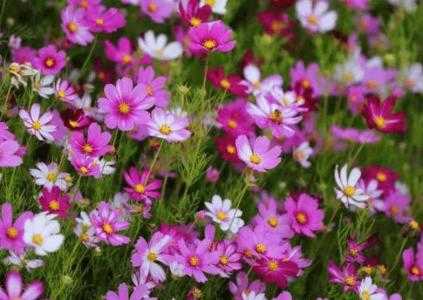 北方屋顶适合种什么花