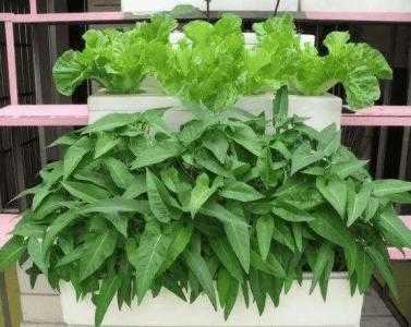 混合土适合种什么