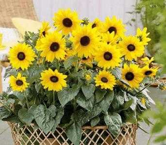 立夏时节适合种什么花