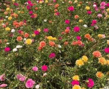 南方立夏适合种什么花卉