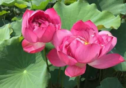 北方种荷花什么季节适合种