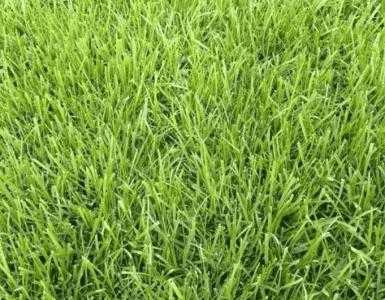 闲置土地适合种什么草籽