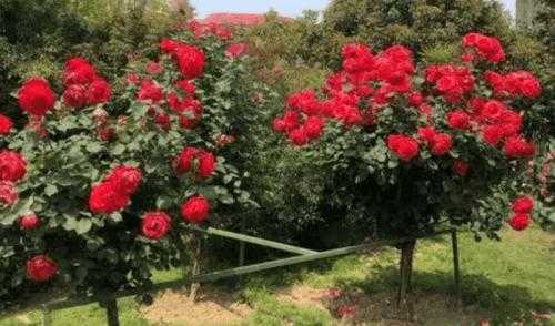 院落适合种什么花树呢
