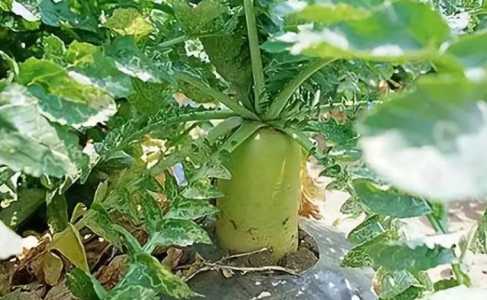 冬季种什么菜适合北方种