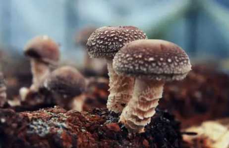 种蘑菇什么季节适合种呢