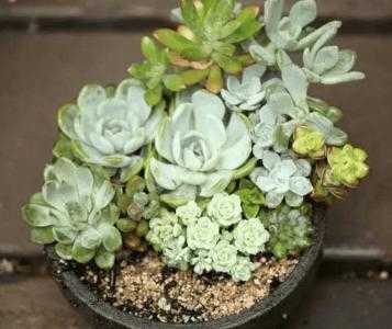 家庭种什么植物适合