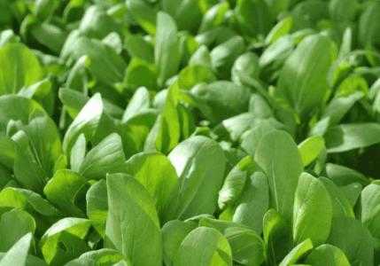 大连庭院适合种什么蔬菜