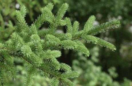 风水假山适合种什么植物