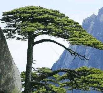 在北方适合种什么植物啊