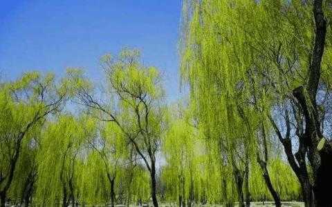 二三月适合种什么树