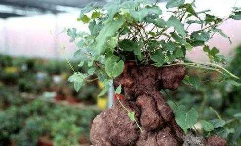 种什么植物适合当药材