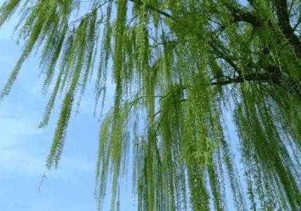风水水库适合种什么树