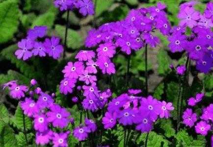 什么气候适合种樱花草