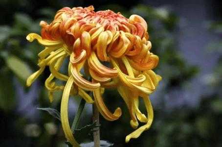 白露节适合种什么植物