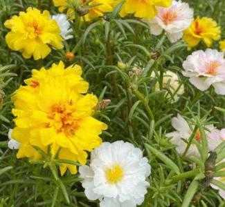 农村田地适合种什么花草