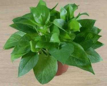 阴雨适合种什么植物呢