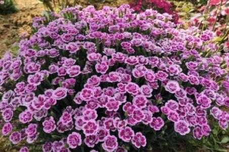 2月适合种点什么