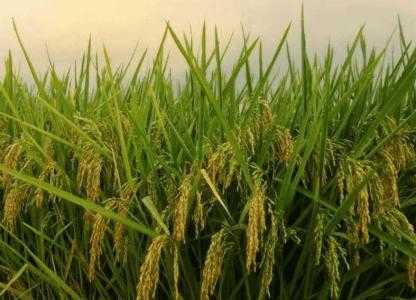 荒田适合种什么植物呢