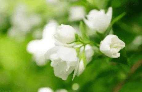 明年阳台适合种什么花呢