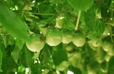阳台适合种什么果实植物