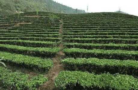 茶叶适合种什么地形类型
