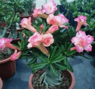 麻沙土适合种什么植物