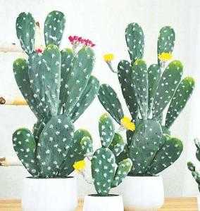 家里适合种什么植物抗寒