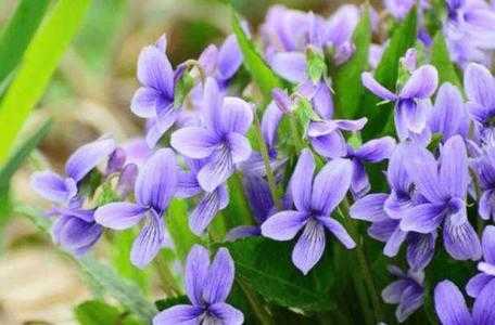 乡村花园适合种什么花草
