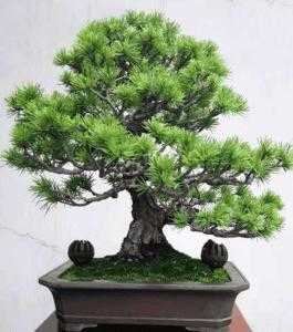 盆景适合种什么植物