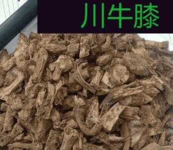 种川牛膝的地方适合种什么