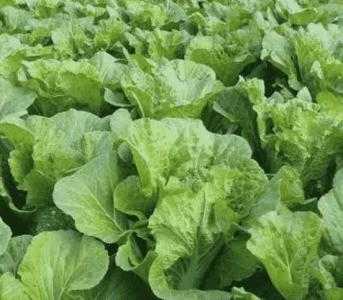 种完缸豆适宜种什么适合