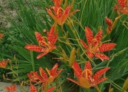 枣阳适合种什么中成药