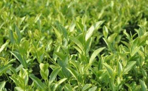 山上适合种什么茶叶树