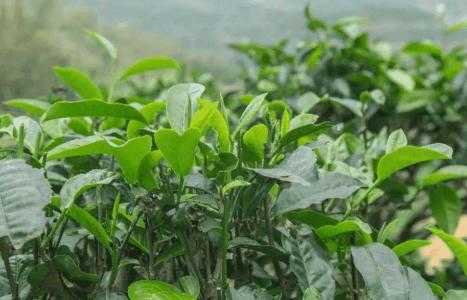 武汉咸阳适合种什么茶树